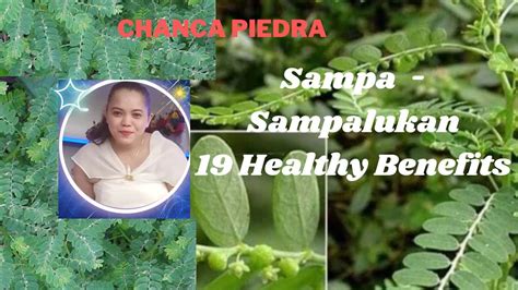 sampa sampalukan plant|Chanca Piedra Herbal Benefits .